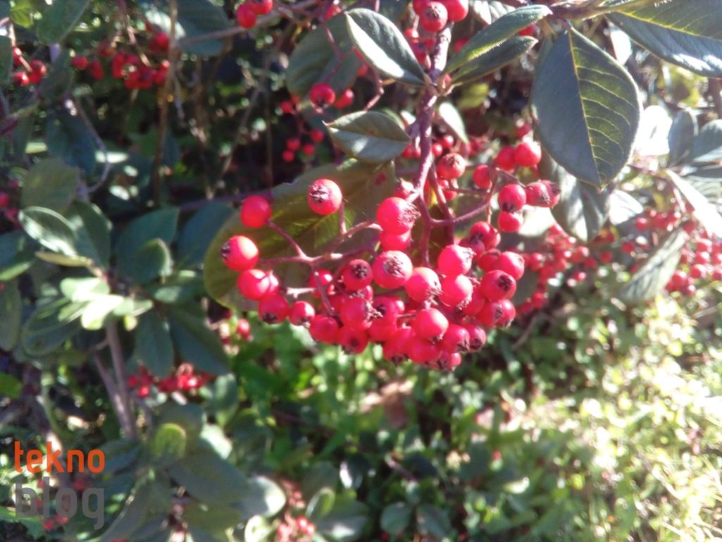 ZTE Blade V7 Lite İncelemesi