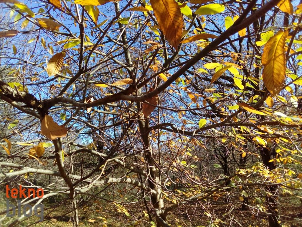 ZTE Blade V7 Lite İncelemesi