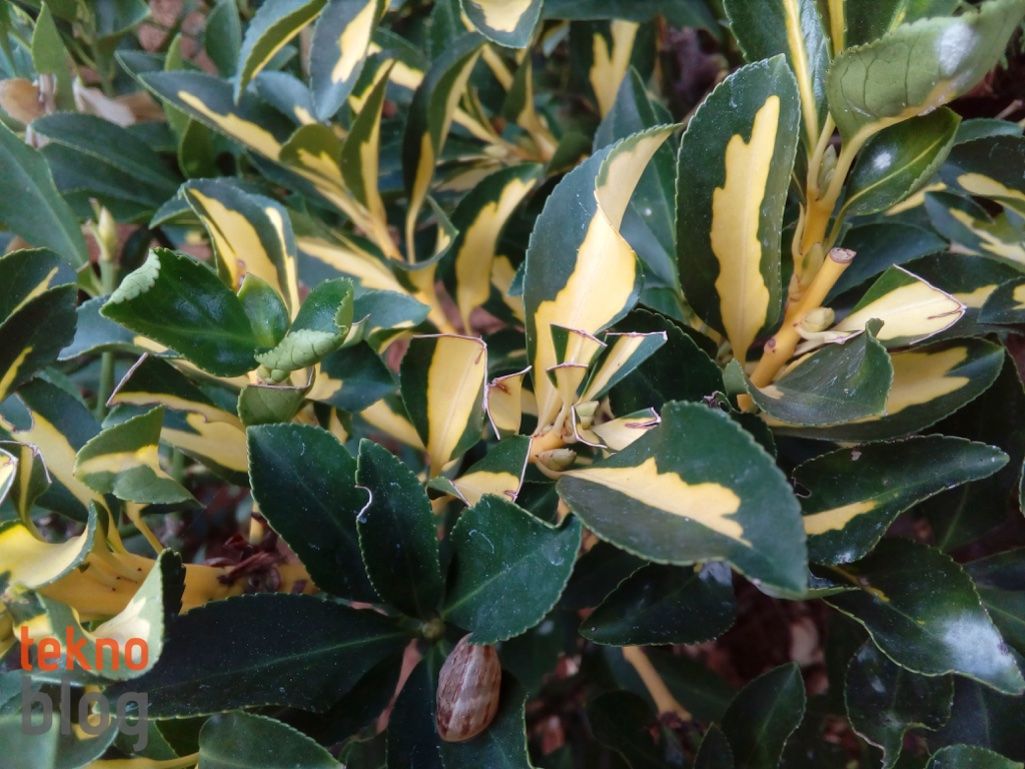 ZTE Blade V7 Lite İncelemesi