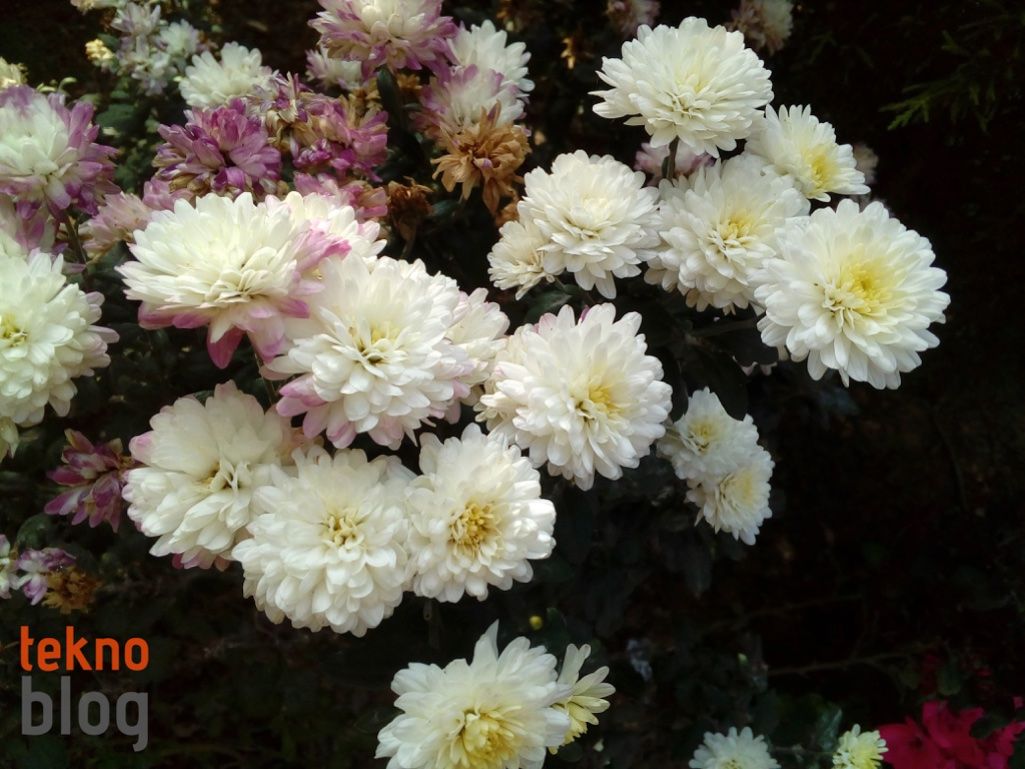 ZTE Blade V7 Lite İncelemesi