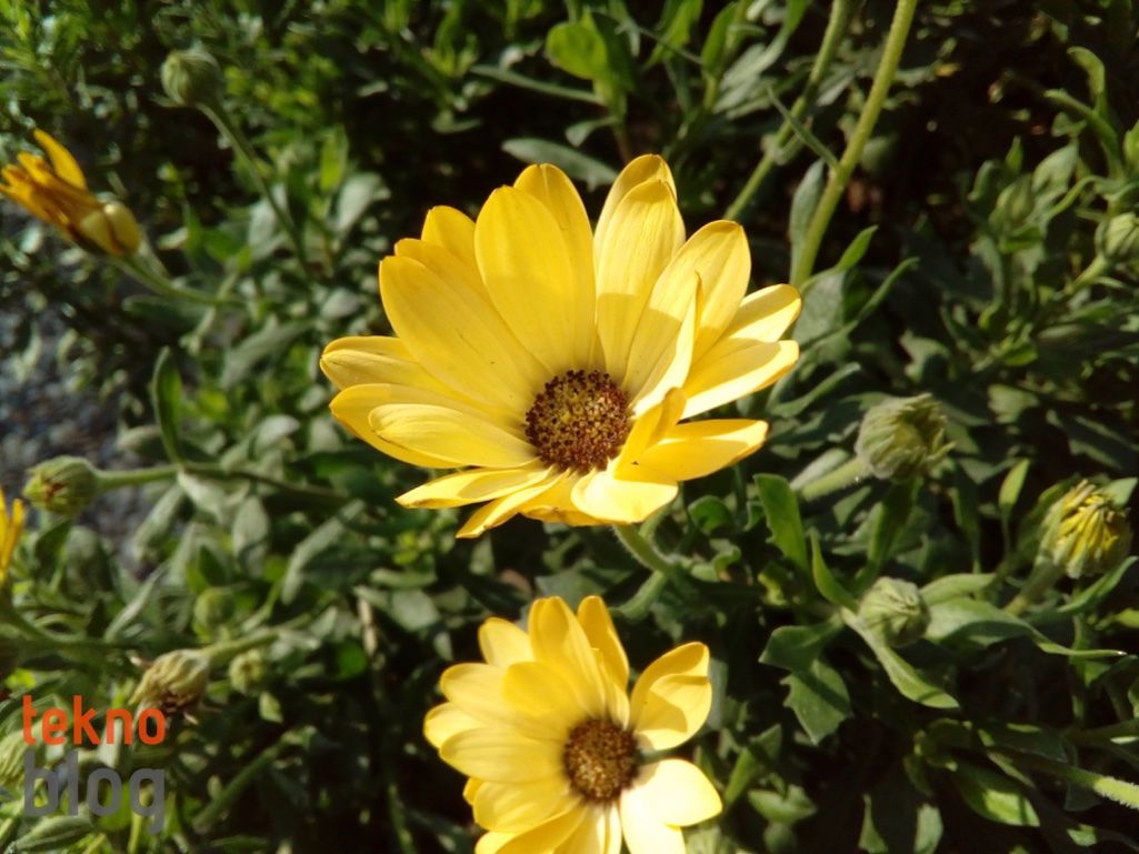 ZTE Blade V7 Lite İncelemesi