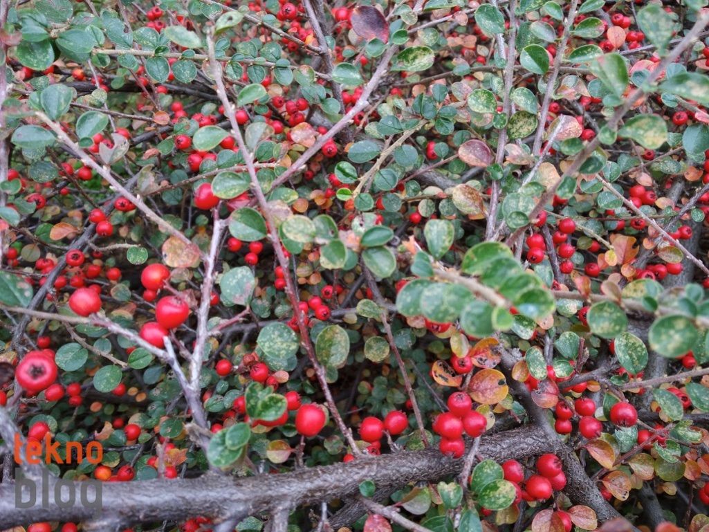 Alcatel Idol 4 İncelemesi