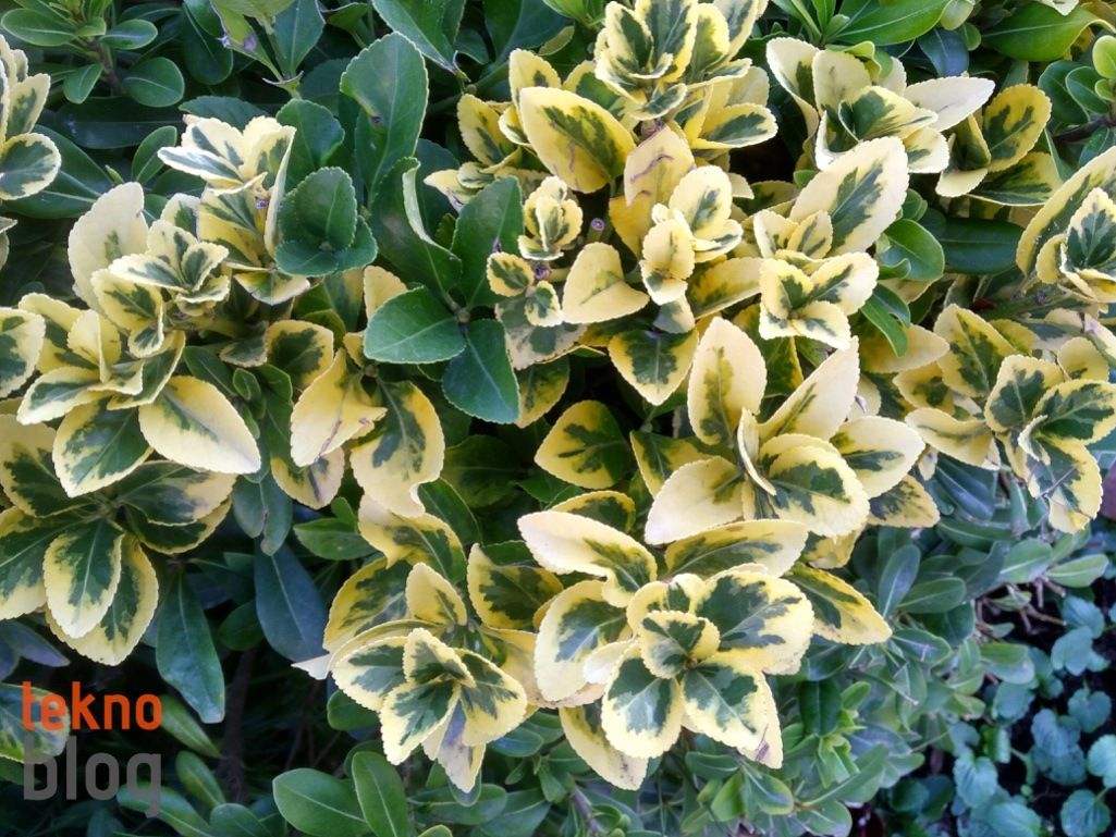 Alcatel Idol 4 İncelemesi