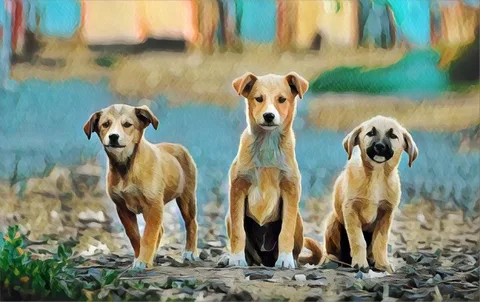 Prisma güncelleme ile tam çözünürlüklü fotoğraf desteğine kavuşuyor