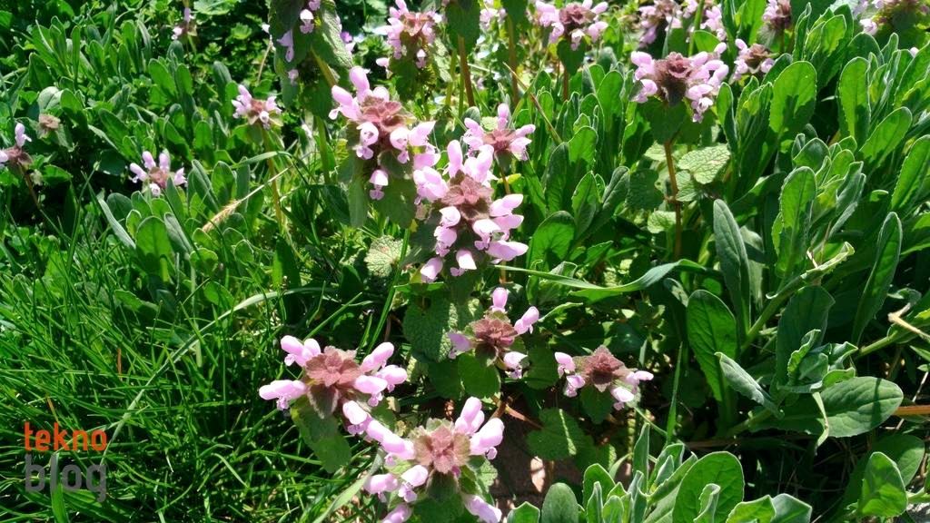 Asus ZenFone 3 Laser İncelemesi