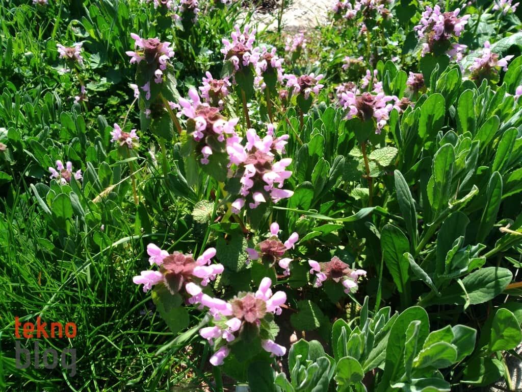 Asus ZenFone 3 Laser İncelemesi