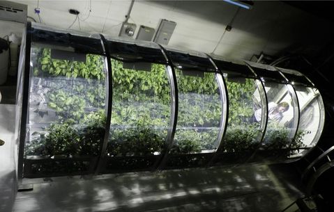 NASA Mars kolonisinde astronotlarını şişme seralarla besleyebilir