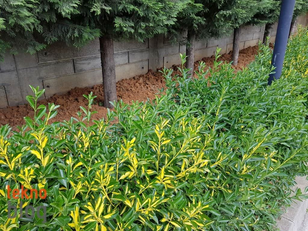 Samsung Galaxy S8+ İncelemesi