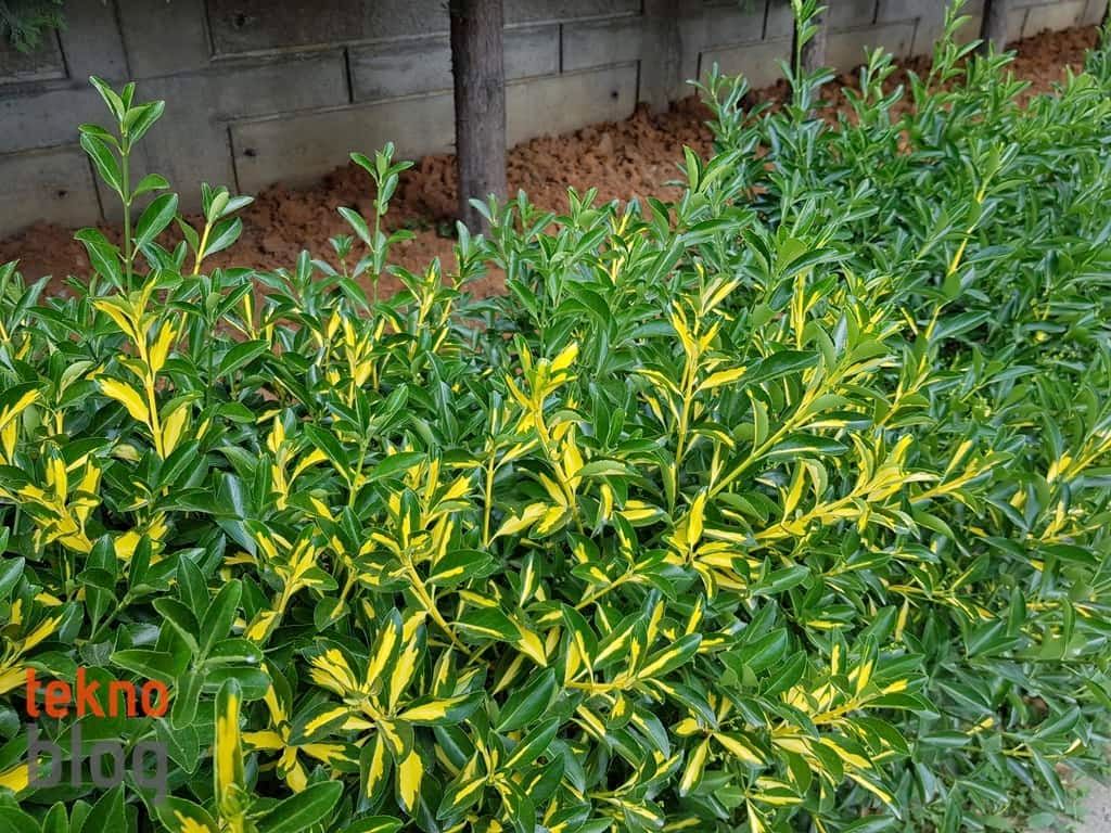 Samsung Galaxy S8+ İncelemesi