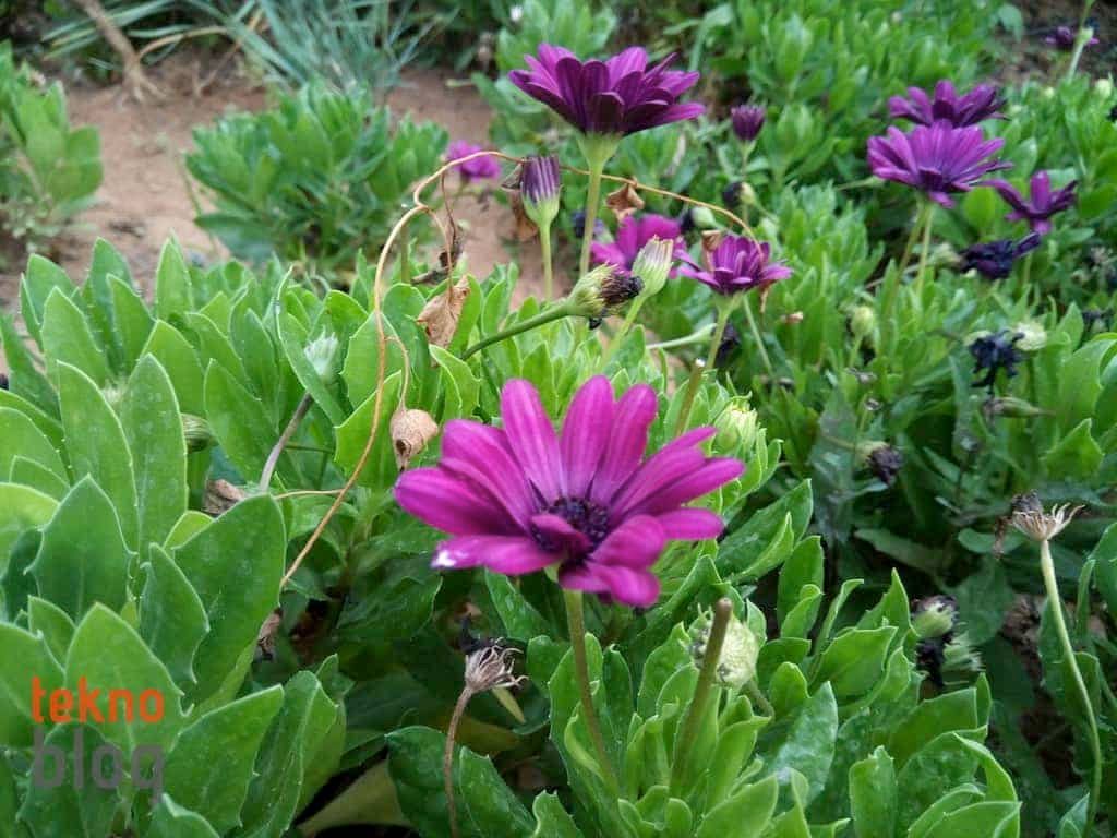 General Mobile GM 6 İncelemesi