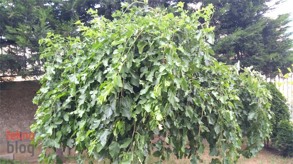 Lenovo P2 İncelemesi