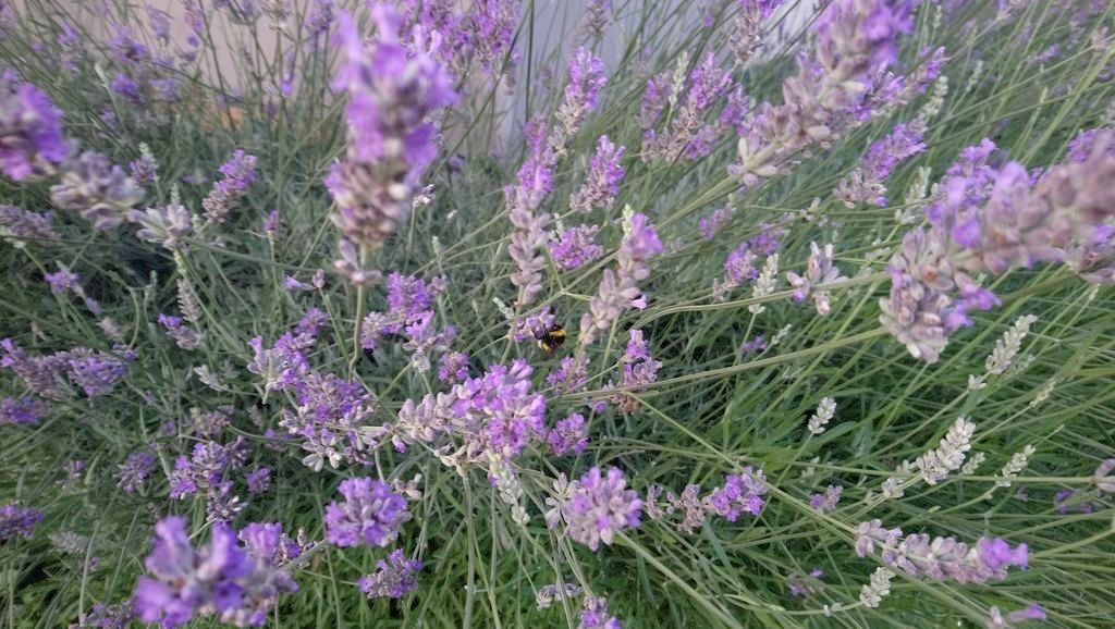 Sony Xperia XA1 Ultra İncelemesi