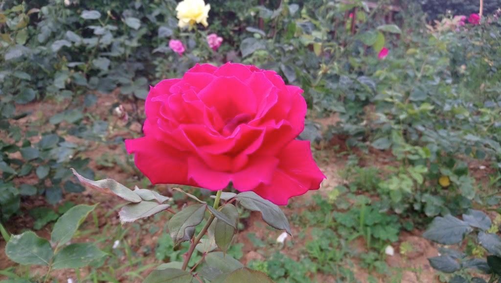 Sony Xperia XA1 Ultra İncelemesi