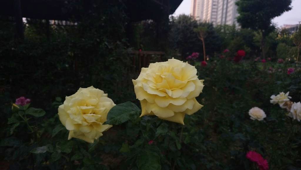 Sony Xperia XA1 Ultra İncelemesi