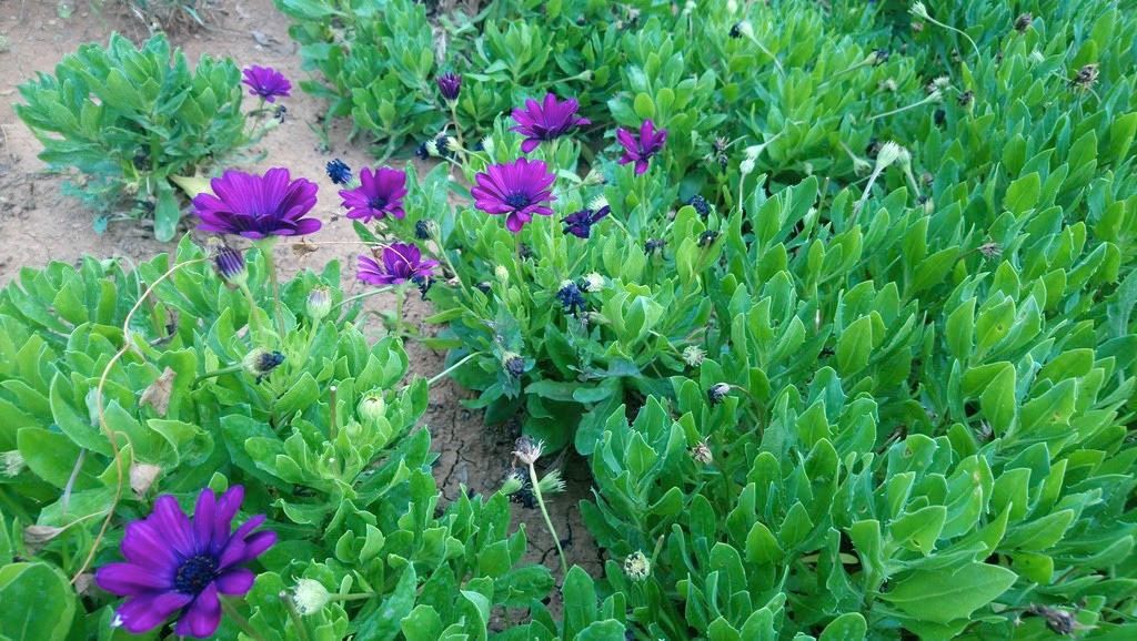 Sony Xperia XA1 Ultra İncelemesi