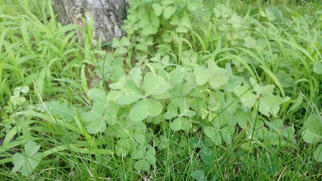 Sony Xperia XA1 Ultra İncelemesi