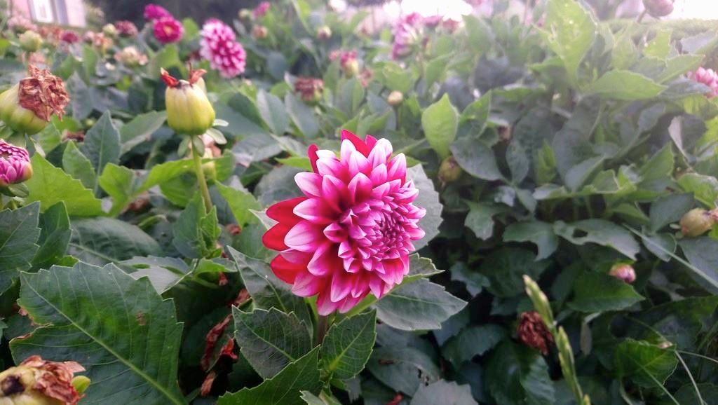 Sony Xperia XA1 Ultra İncelemesi