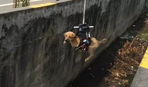 Video: Mühendis modifiye edilmiş drone ile yavru köpeği kurtardı