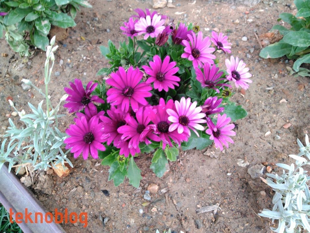 Vestel Venus Z20 İncelemesi