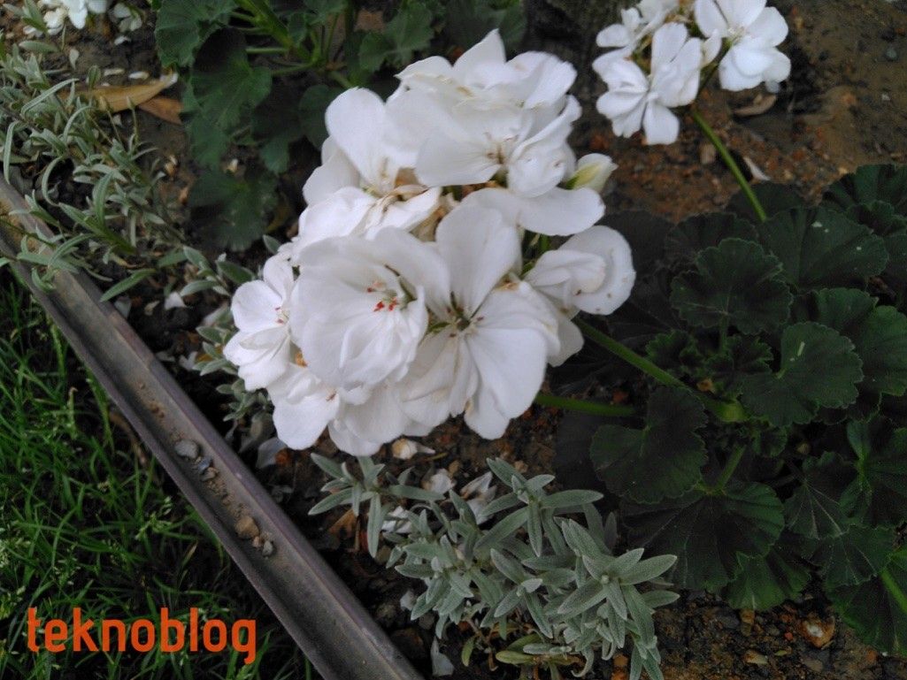 Vestel Venus Z20 İncelemesi