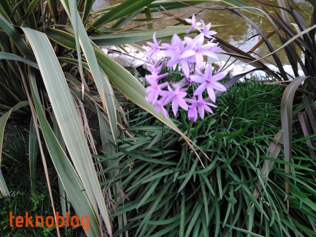 Vestel Venus Z20 İncelemesi