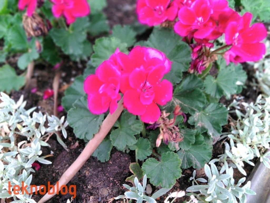 Vestel Venus Z20 İncelemesi