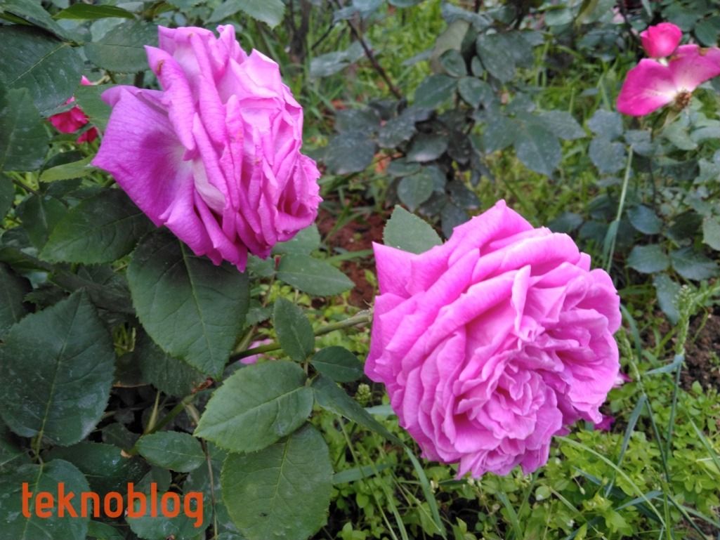 Vestel Venus Z20 İncelemesi