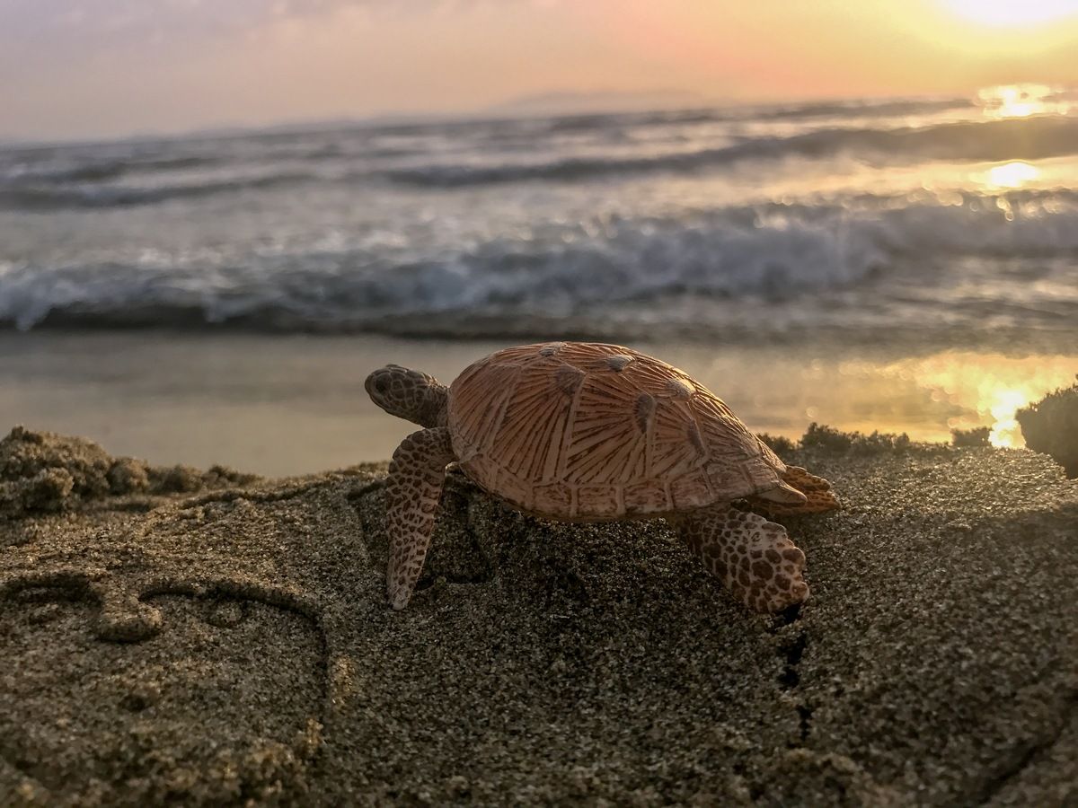apple gün batımı fotoğrafları
