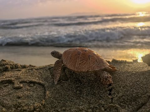 apple gün batımı fotoğrafları