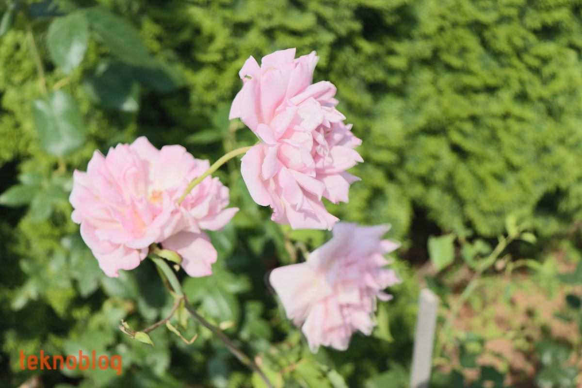 Canon EOS 200D İncelemesi