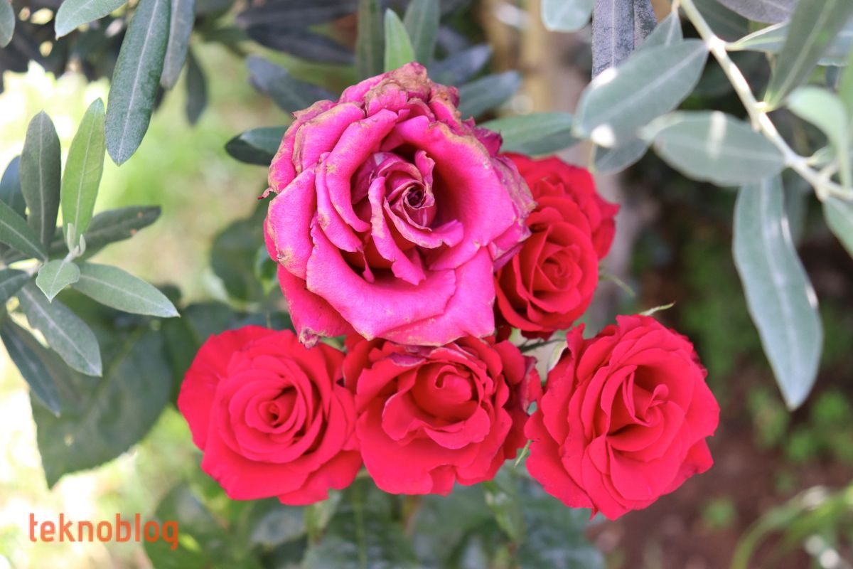 Canon EOS 200D İncelemesi