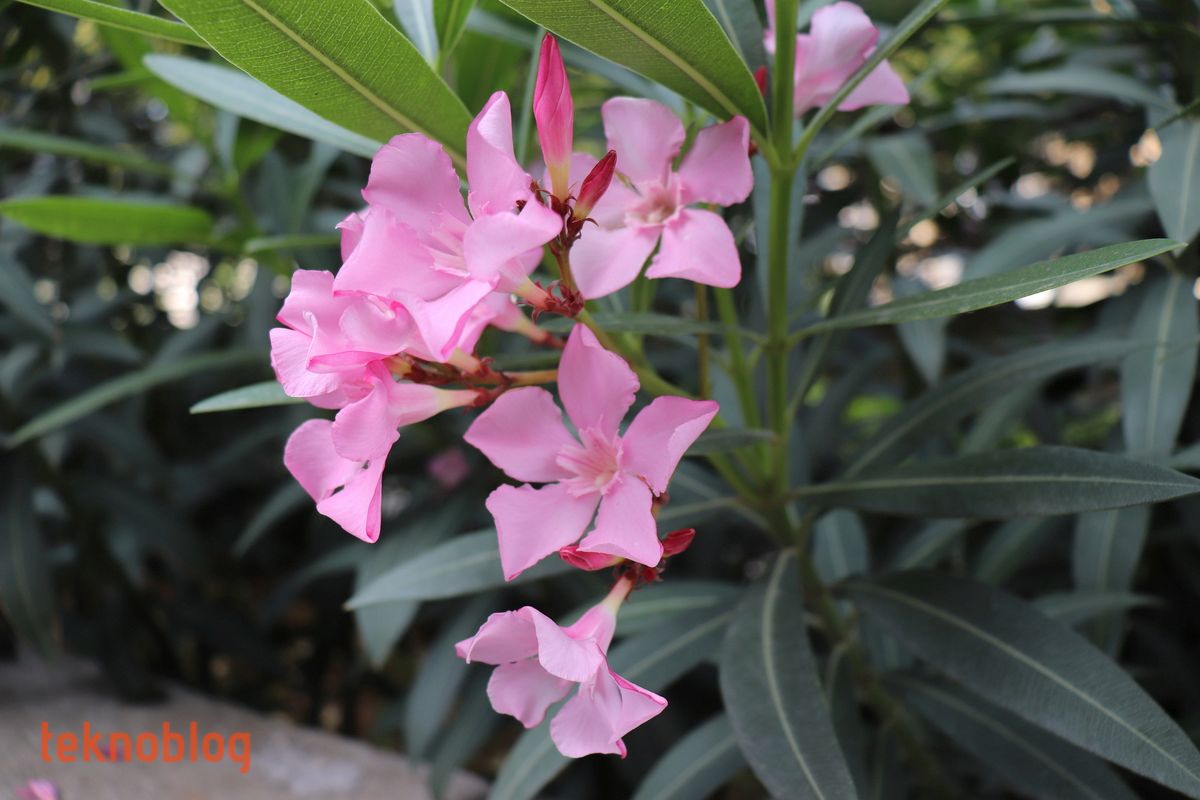 Canon EOS 200D İncelemesi