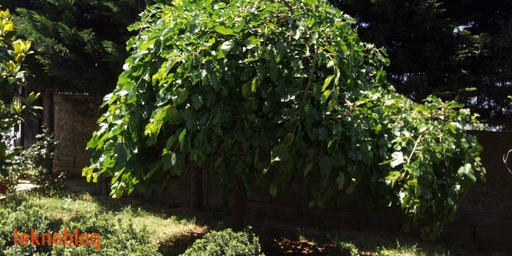 General Mobile GM 8 Go İncelemesi