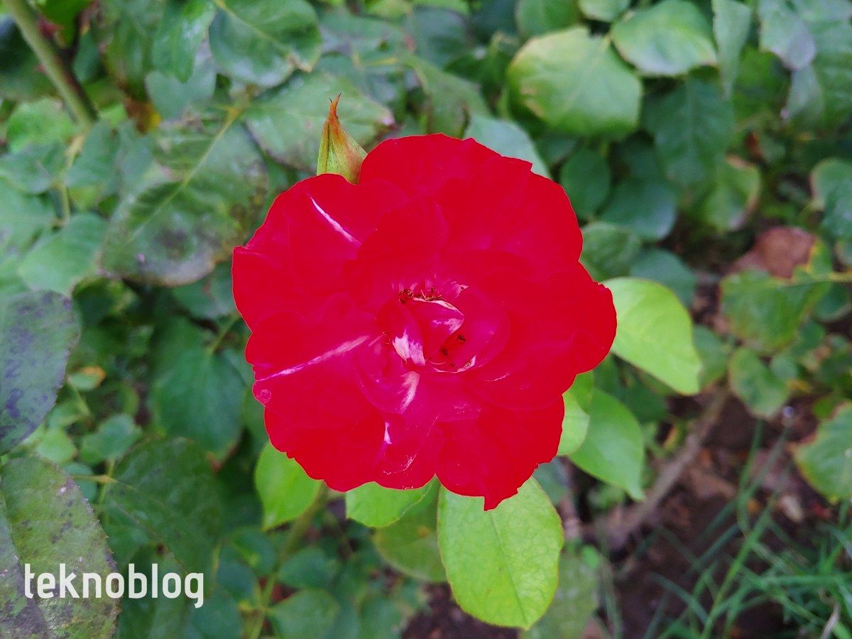 LG G7 ThinQ İncelemesi