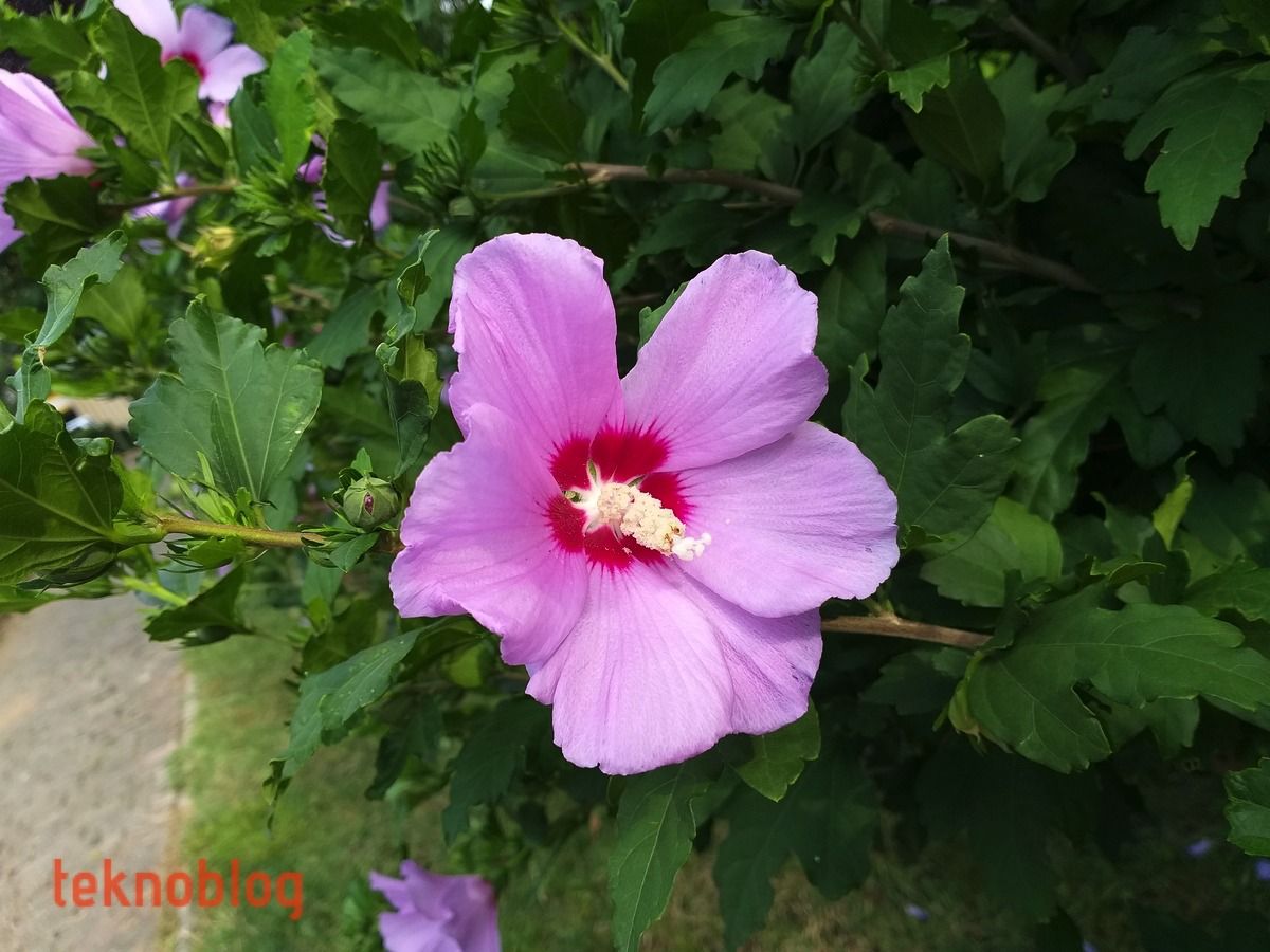 Samsung Galaxy A6+ İncelemesi