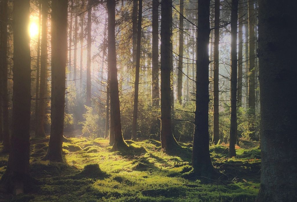 apple shot on iphone fotoğraf yarışması