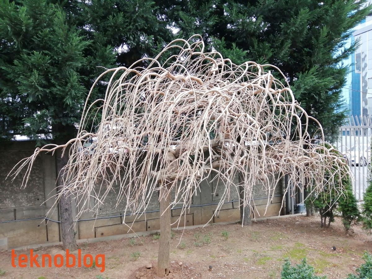 Huawei P smart 2019 İncelemesi