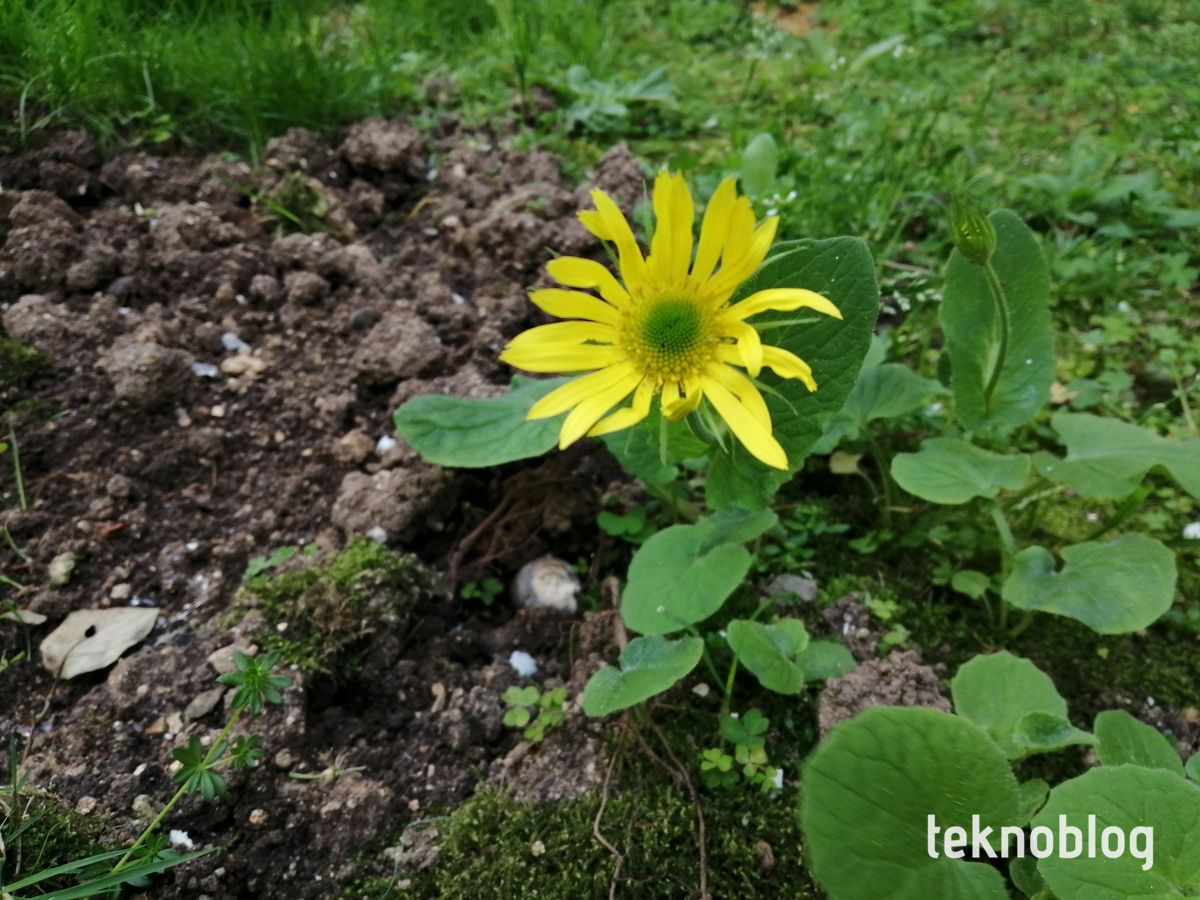 Honor 10 Lite İncelemesi