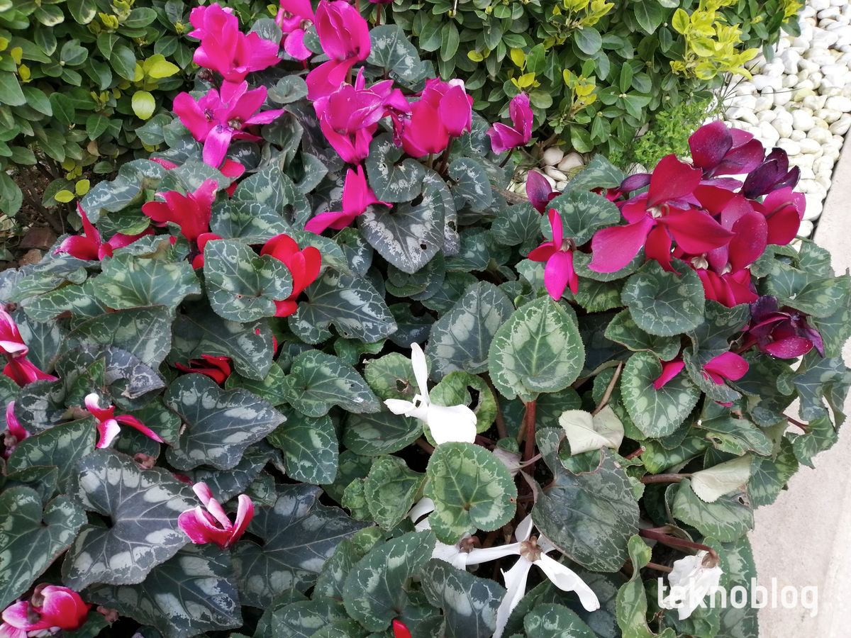 Honor 10 Lite İncelemesi