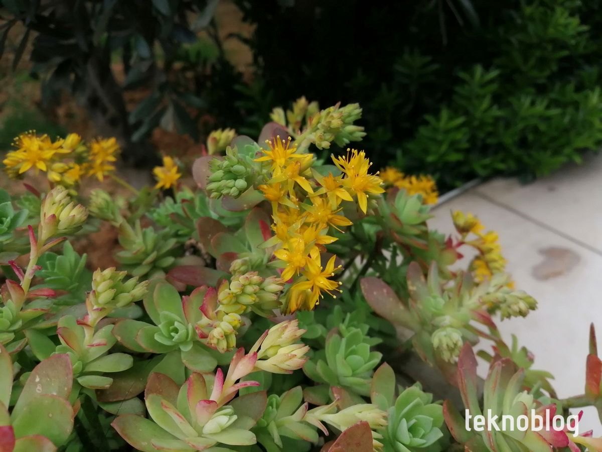 Honor 10 Lite İncelemesi