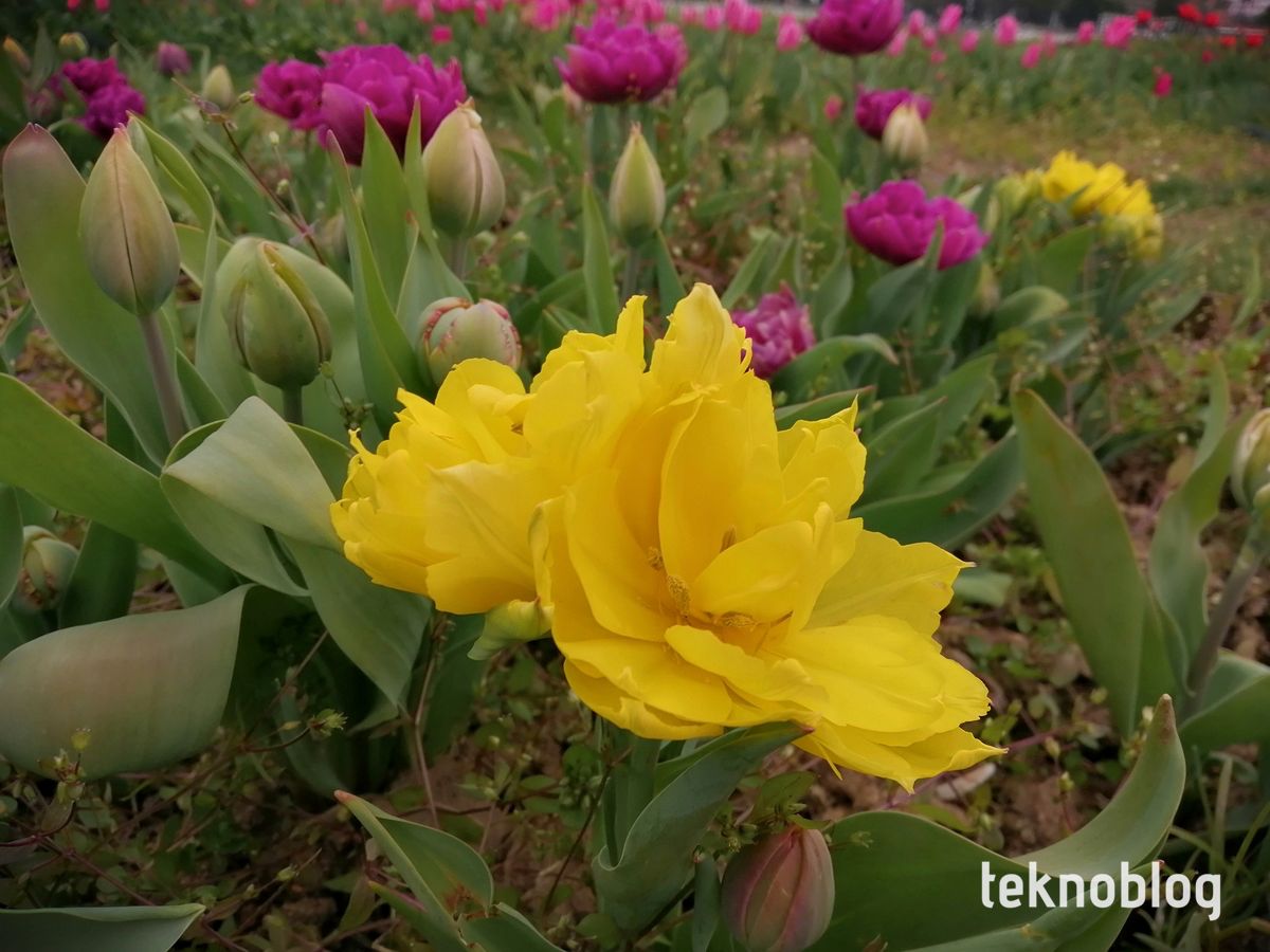 Honor 10 Lite İncelemesi