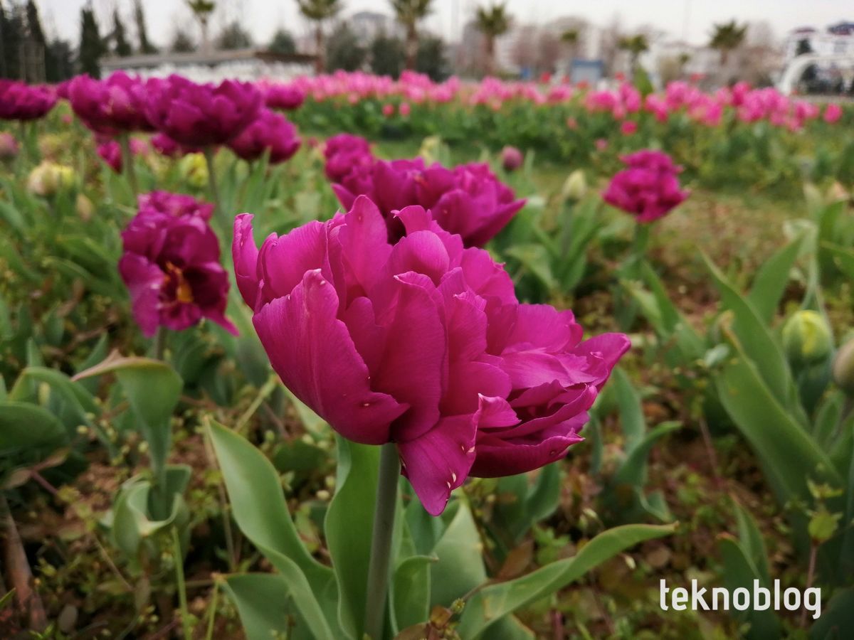 Honor 10 Lite İncelemesi