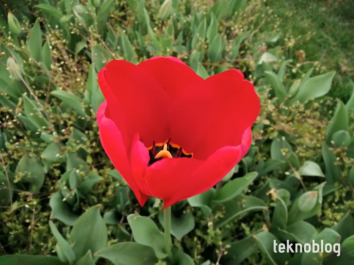 Honor 10 Lite İncelemesi