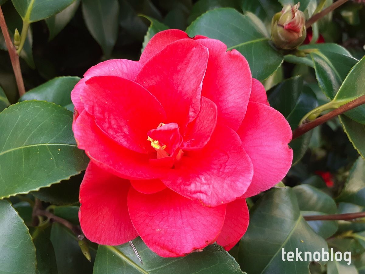 Samsung Galaxy M20 İncelemesi