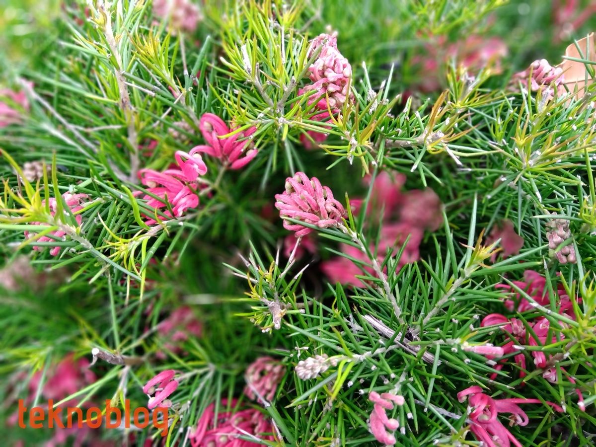 Nokia 5.1 Plus İncelemesi