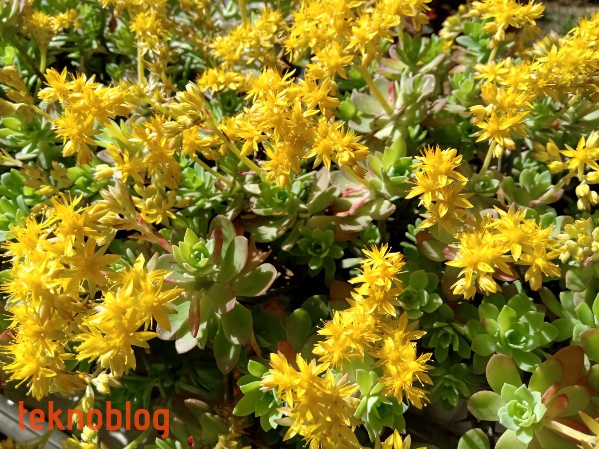 Nokia 5.1 Plus İncelemesi