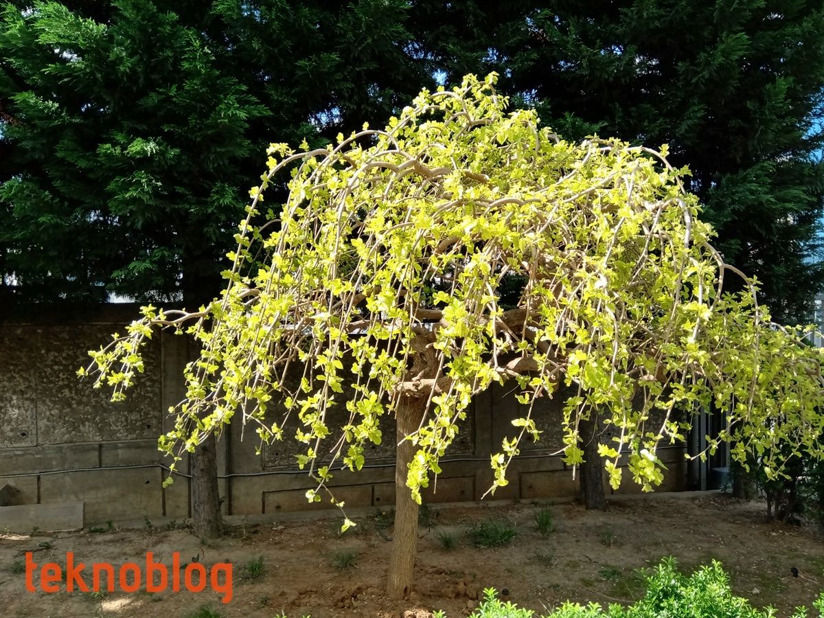 Nokia 5.1 Plus İncelemesi