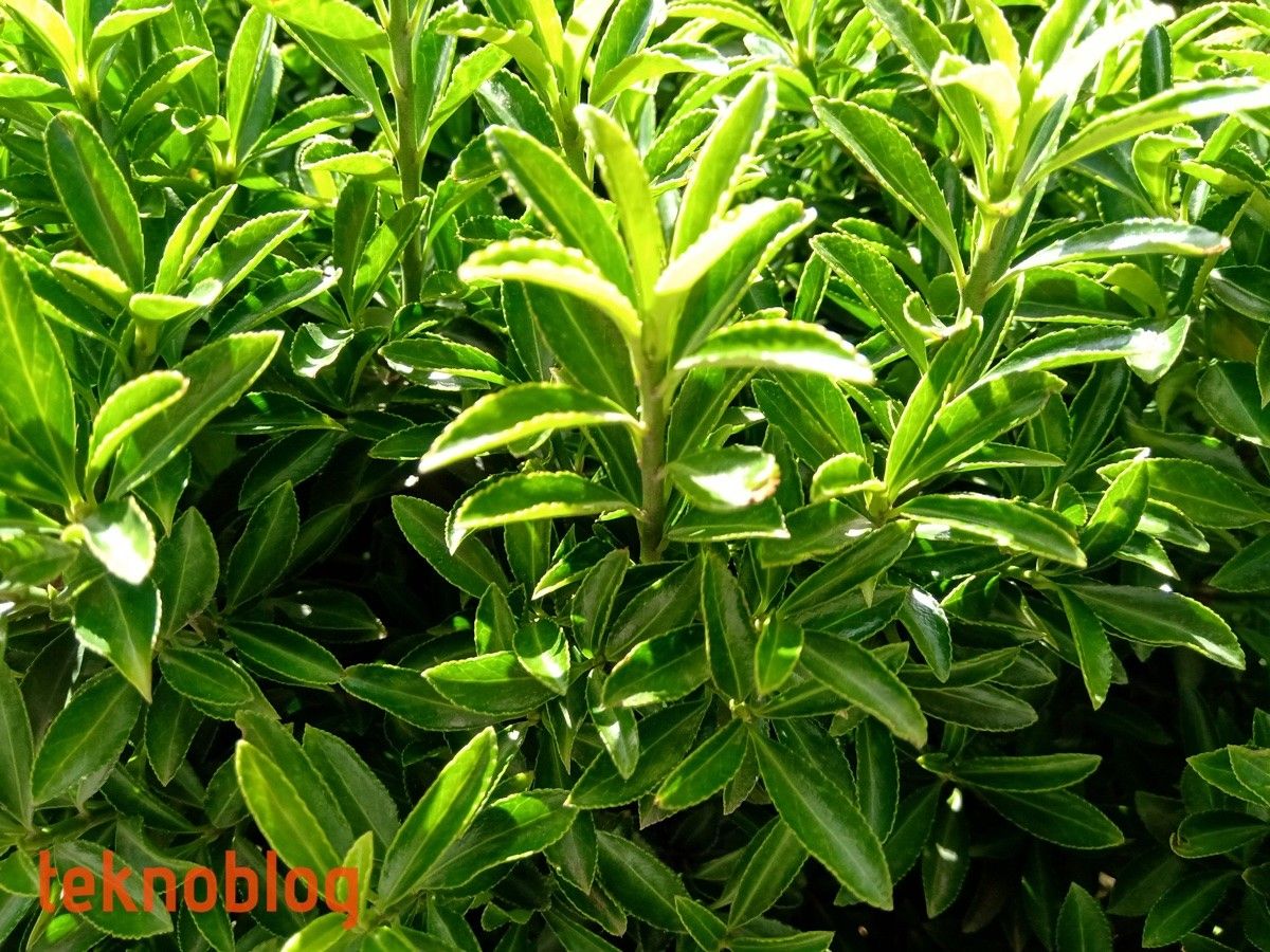 Nokia 5.1 Plus İncelemesi