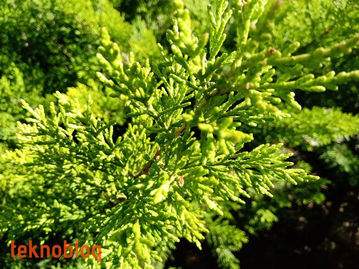 Nokia 5.1 Plus İncelemesi