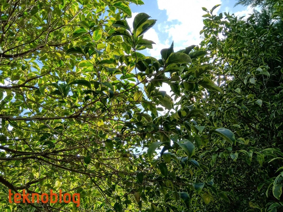 Nokia 5.1 Plus İncelemesi